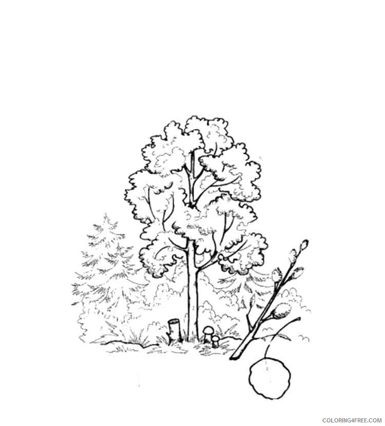 Aspen Tree Coloring Pages Tree Nature aspen tree 3 Printable 2021 523 Coloring4free