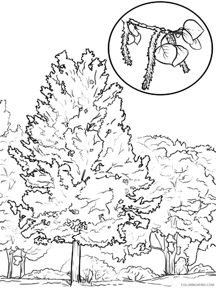 Aspen Tree Coloring Pages Tree Nature aspen tree 4 Printable 2021 524 Coloring4free