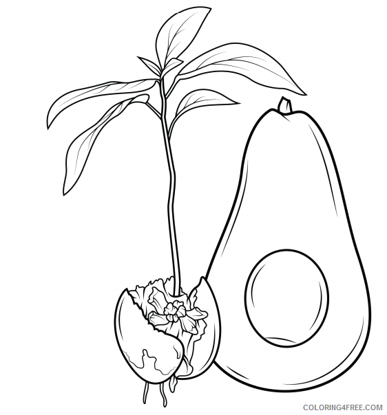 Avocado Coloring Pages Fruits Food avocado and sprout Printable 2021 058 Coloring4free