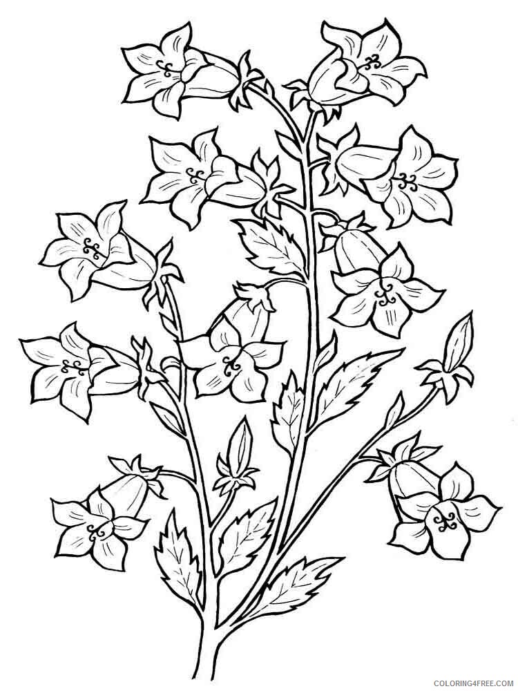 Bellflower Coloring Pages Flowers Nature Bellflower 3 Printable 2021 016 Coloring4free