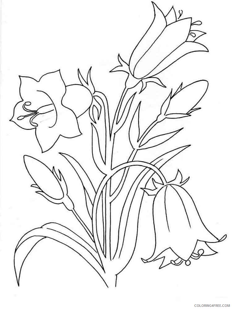 Bellflower Coloring Pages Flowers Nature Bellflower 5 Printable 2021 017 Coloring4free