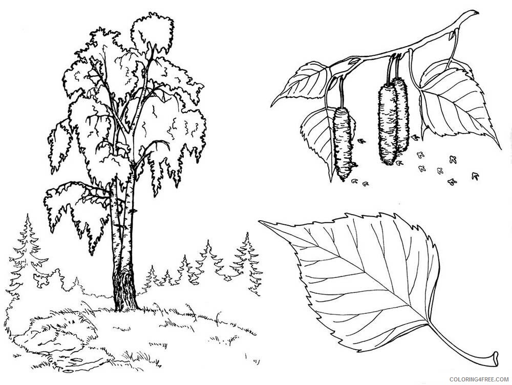 Birch Tree Coloring Pages Tree Nature birch tree 1 Printable 2021 533 Coloring4free