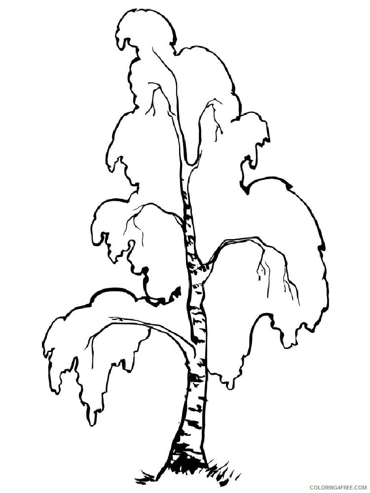 Birch Tree Coloring Pages Tree Nature birch tree 12 Printable 2021 535 Coloring4free