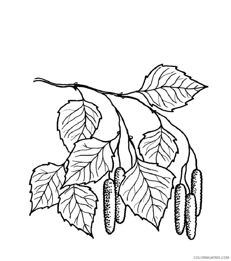 Birch Tree Coloring Pages Tree Nature birch tree 5 Printable 2021 538 Coloring4free