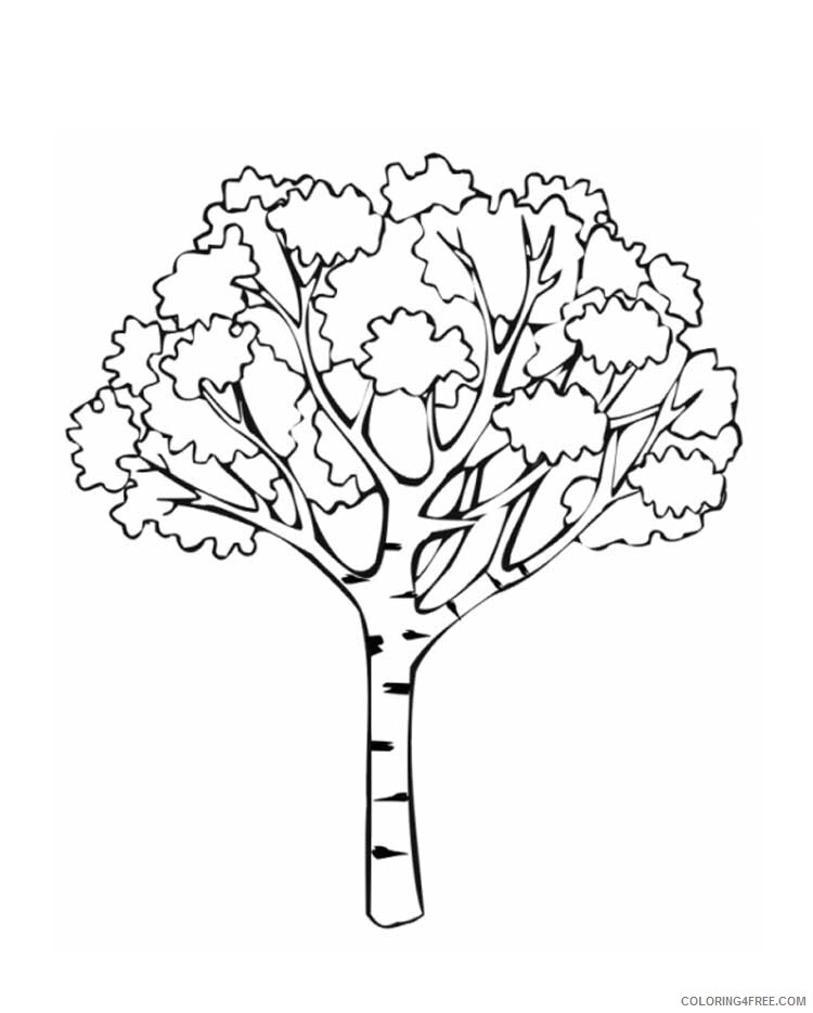 Birch Tree Coloring Pages Tree Nature birch tree 6 Printable 2021 539 Coloring4free