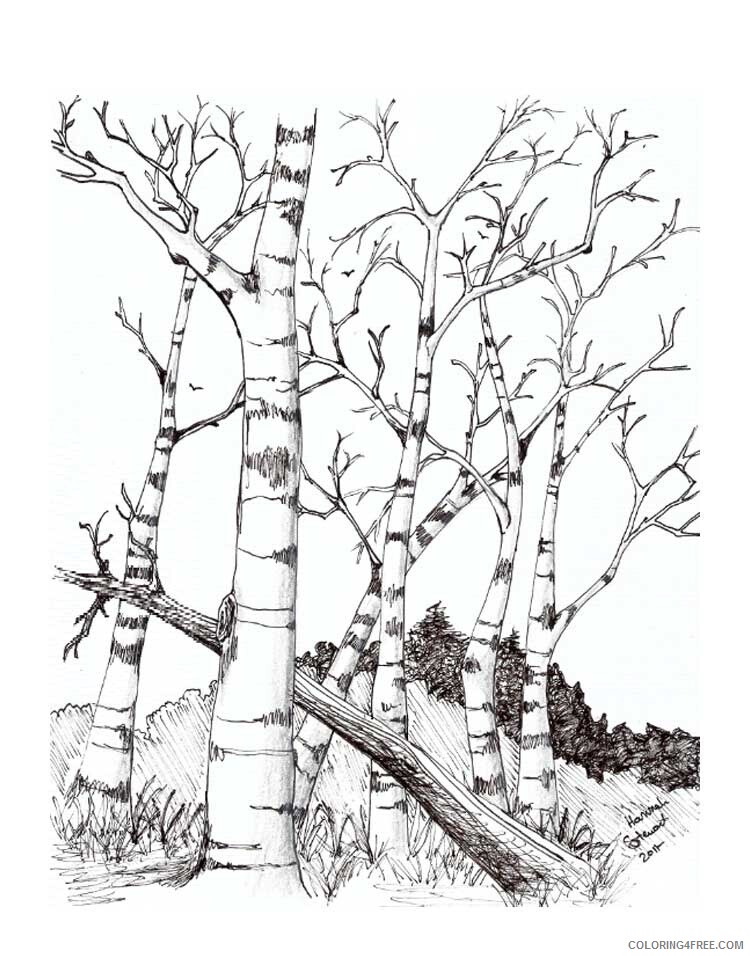 Birch Tree Coloring Pages Tree Nature birch tree 8 Printable 2021 540 Coloring4free