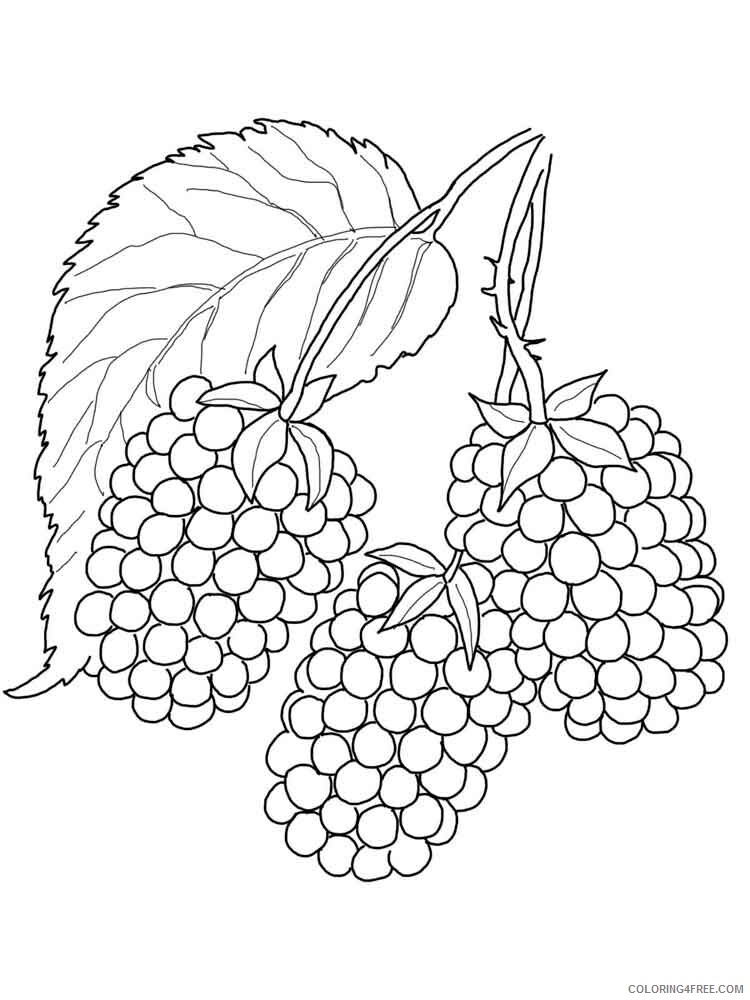 Blackberry Coloring Pages Berries Fruits Blackberry berries 12 Printable 2021 104 Coloring4free