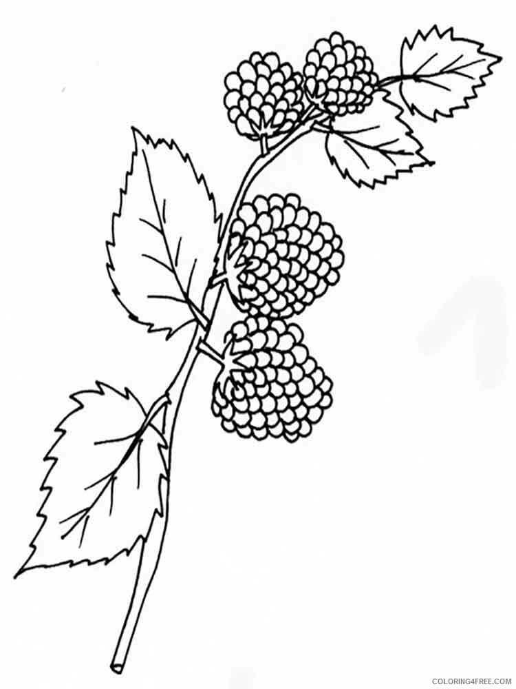 Blackberry Coloring Pages Berries Fruits Blackberry berries 13 Printable 2021 105 Coloring4free