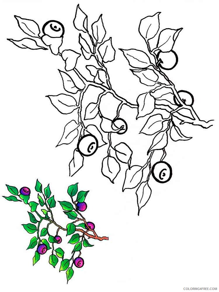 Blueberry Coloring Pages Fruits Food Blueberry berries 4 Printable 2021 143 Coloring4free