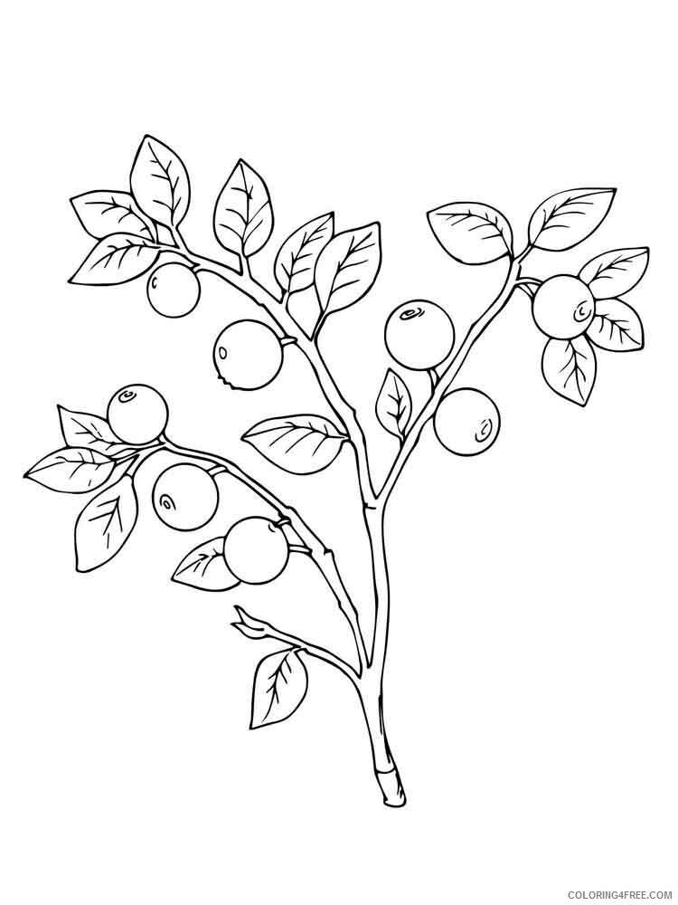 Blueberry Coloring Pages Fruits Food Blueberry berries 5 Printable 2021 144 Coloring4free