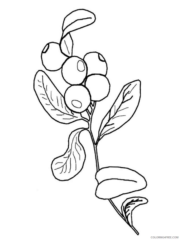 Blueberry Coloring Pages Fruits Food Blueberry berries 9 Printable 2021 146 Coloring4free