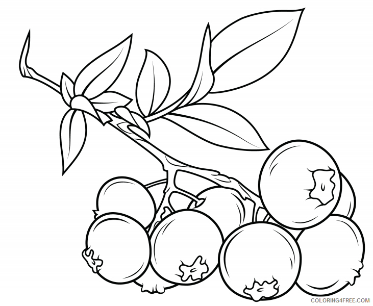 Blueberry Coloring Pages Fruits Food blueberry branch Printable 2021 141 Coloring4free
