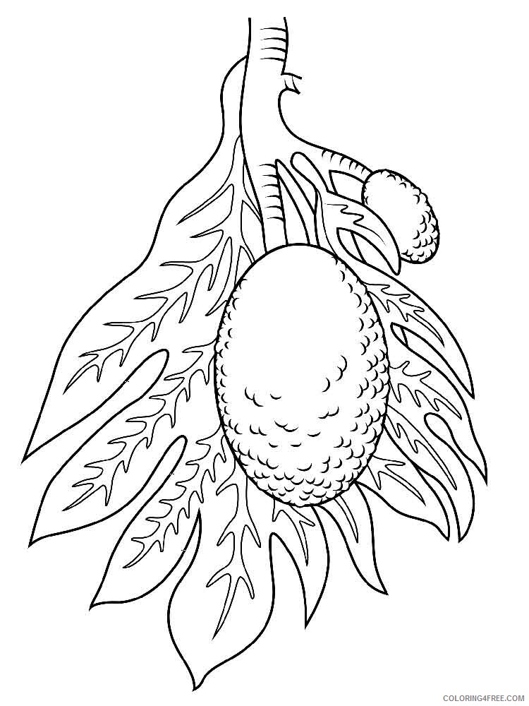 Breadfruit Coloring Pages Fruits Food Breadfruit fruits 3 Printable 2021 151 Coloring4free