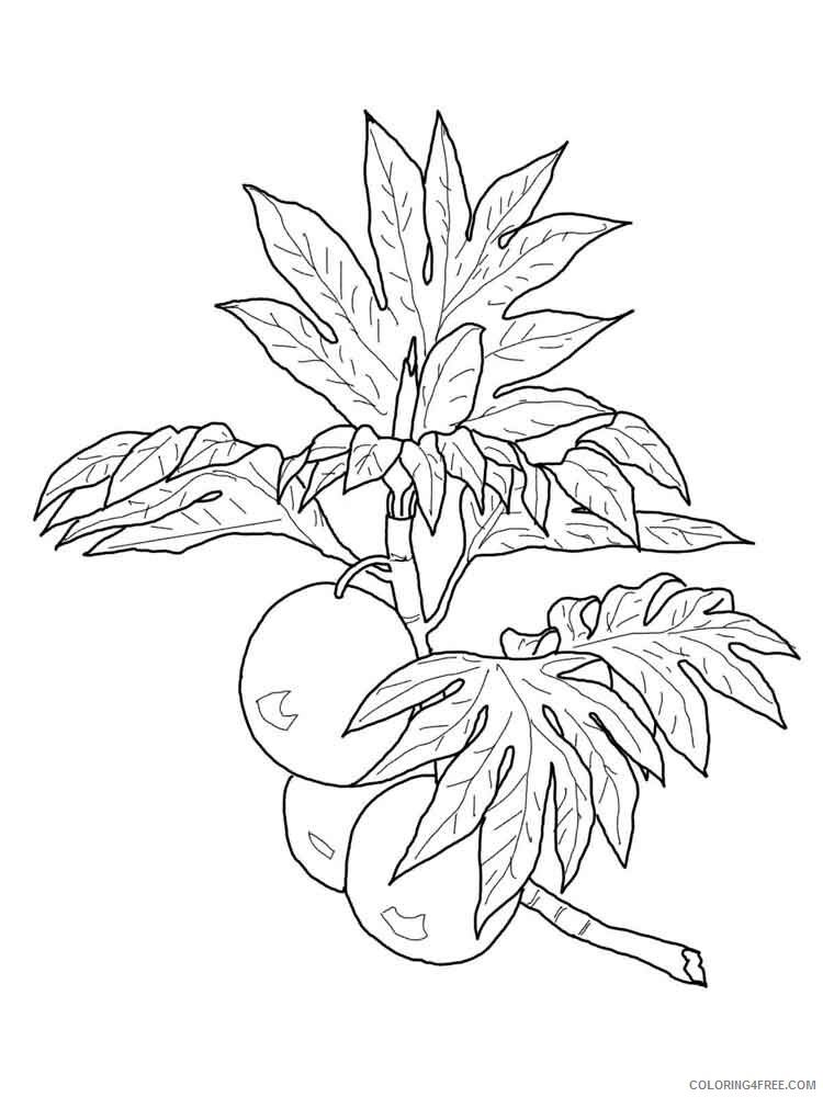 Breadfruit Coloring Pages Fruits Food Breadfruit fruits 5 Printable 2021 152 Coloring4free