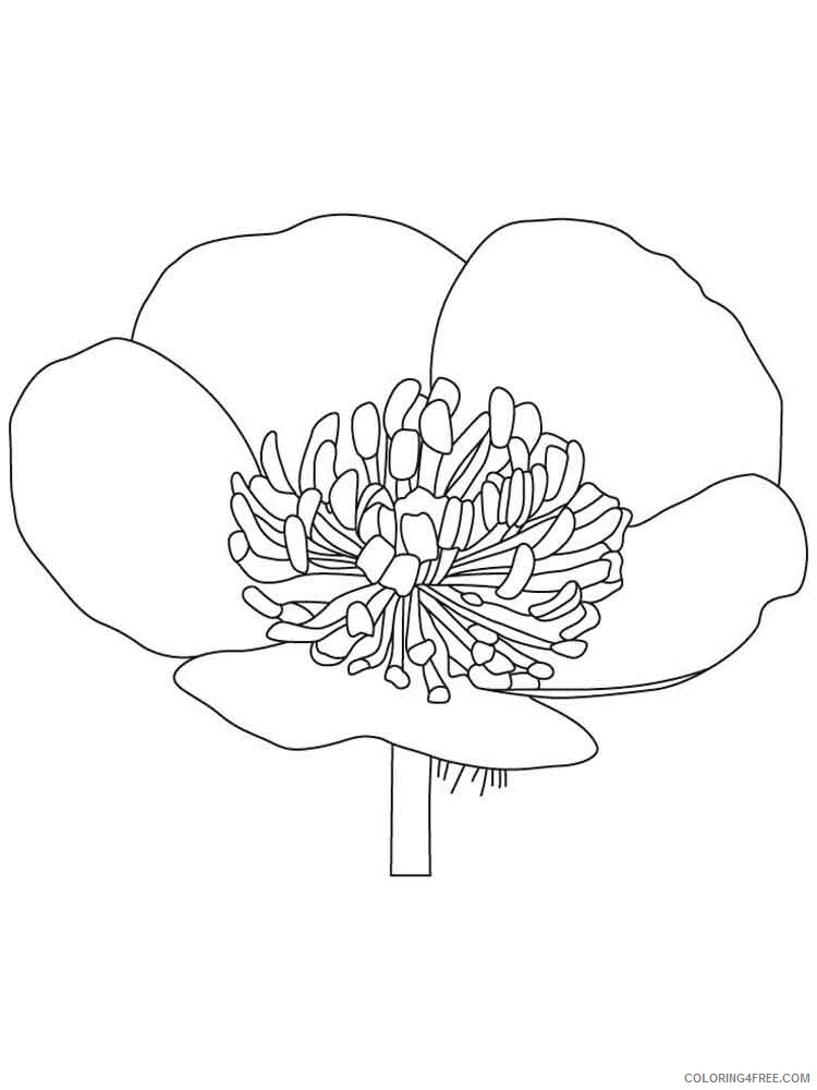 Buttercup Coloring Pages Flowers Nature Buttercup 1 Printable 2021 021 Coloring4free