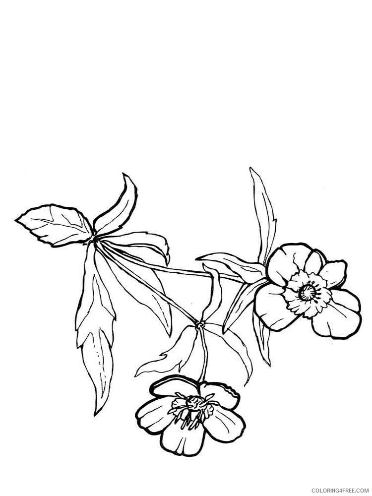 Buttercup Coloring Pages Flowers Nature Buttercup 2 Printable 2021 022 Coloring4free