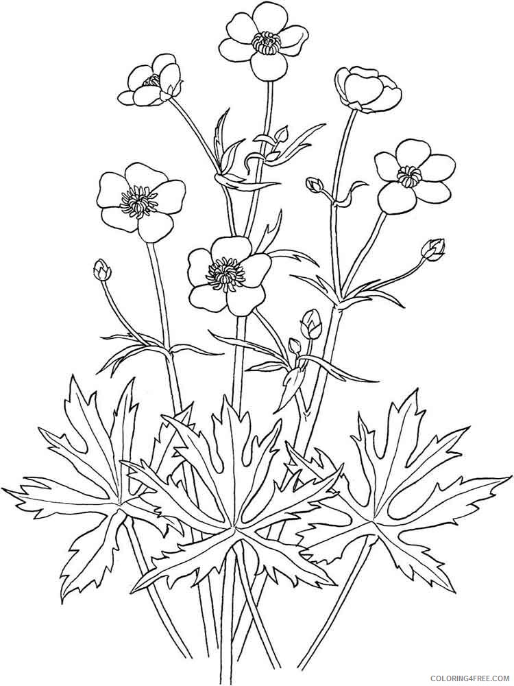 Buttercup Coloring Pages Flowers Nature Buttercup 3 Printable 2021 023 Coloring4free
