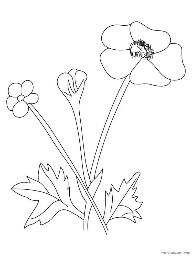 Buttercup Coloring Pages Flowers Nature Buttercup 4 Printable 2021 024 Coloring4free