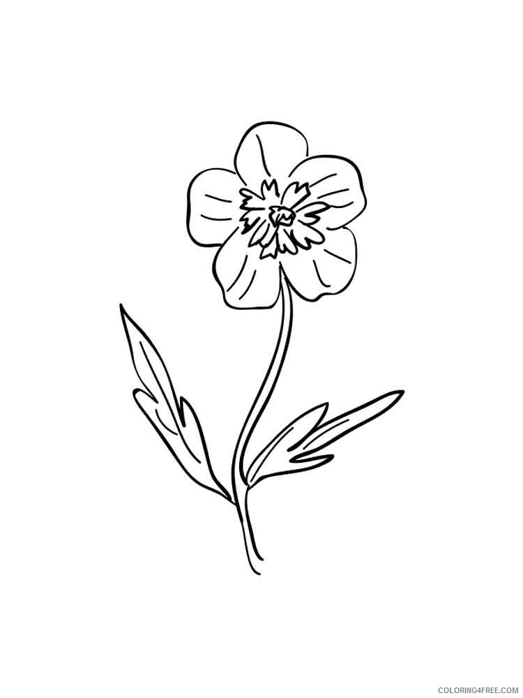 Buttercup Coloring Pages Flowers Nature Buttercup 9 Printable 2021 027 Coloring4free