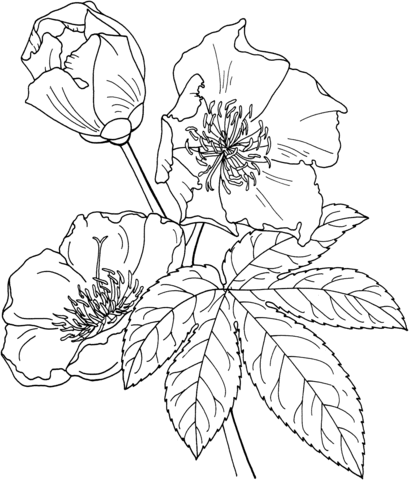 Buttercup Coloring Pages Flowers Nature cochlospermum vitifolium tree 2021 020 Coloring4free