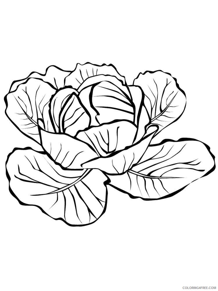 Cabbage Coloring Pages Vegetables Food Vegetables Cabbage 13 Printable 2021 504 Coloring4free