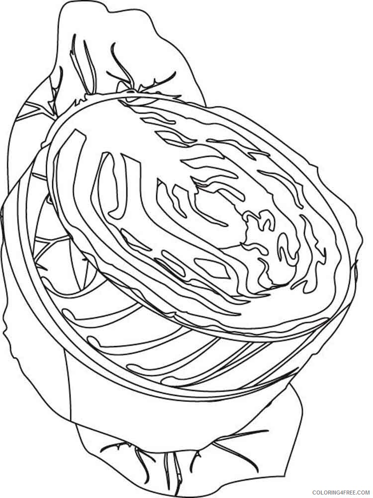 Cabbage Coloring Pages Vegetables Food Vegetables Cabbage 6 Printable 2021 505 Coloring4free