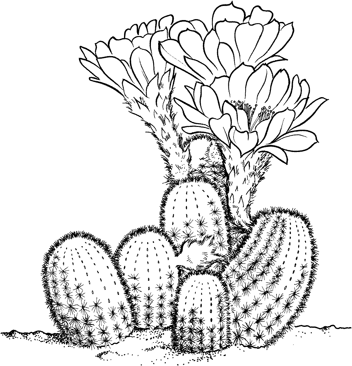 Cactus Coloring Pages Flowers Nature Cactus Sheets Printable 2021 037 Coloring4free
