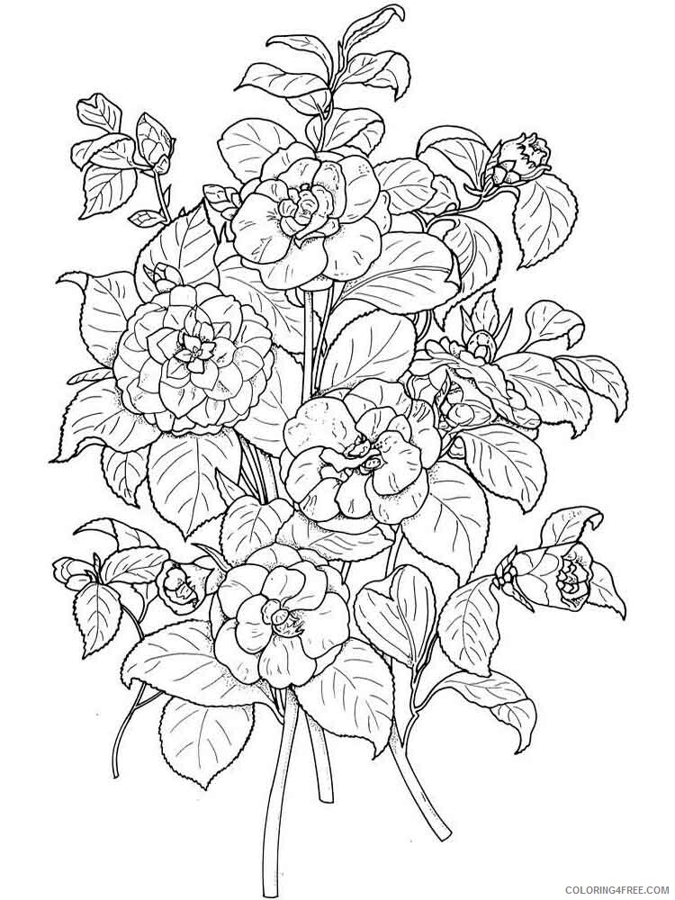 Camellia Coloring Pages Flowers Nature Camellia flower 1 Printable 2021 052 Coloring4free