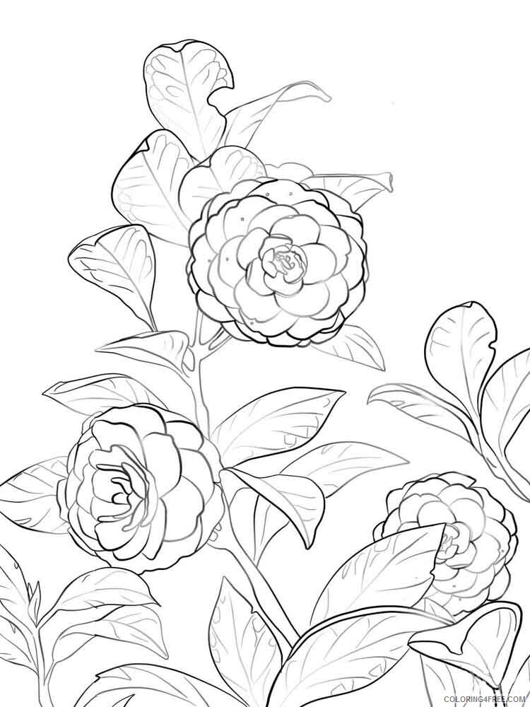 Camellia Coloring Pages Flowers Nature Camellia flower 9 Printable 2021 057 Coloring4free