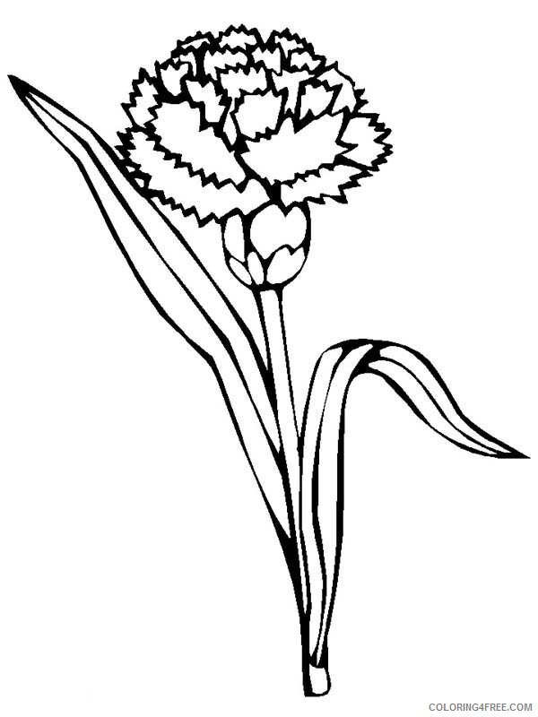 Carnation Coloring Pages Flowers Nature Blossom Carnation Flower Printable 2021 Coloring4free