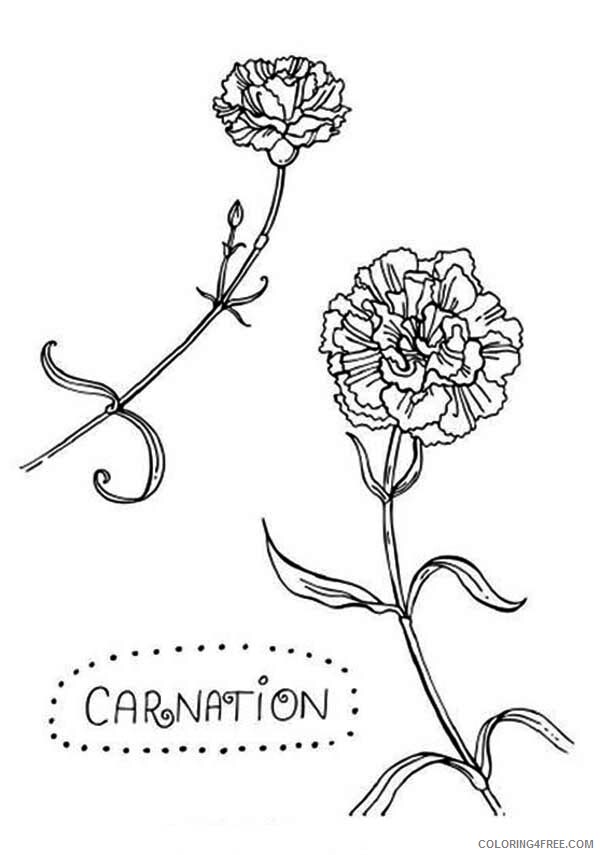 Carnation Coloring Pages Flowers Nature C is for Carnation Flower Printable 2021 072 Coloring4free