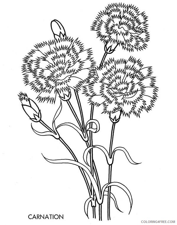 Carnation Coloring Pages Flowers Nature Carnation Flower Moondust Printable 2021 Coloring4free