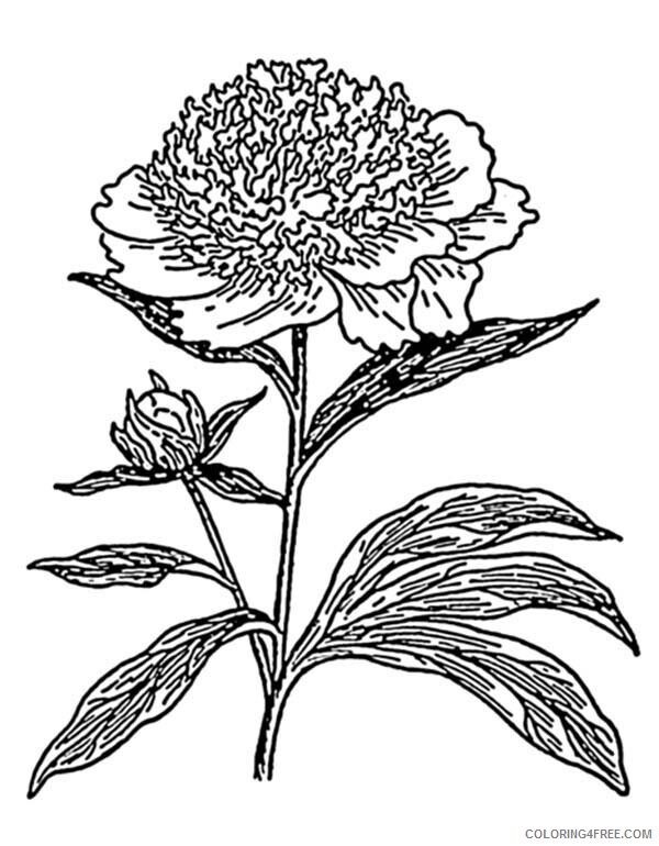 Carnation Coloring Pages Flowers Nature Carnation Flower Photo Printable 2021 071 Coloring4free