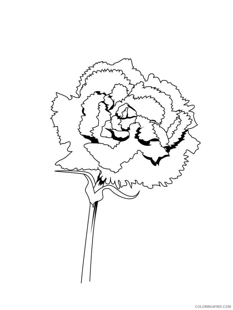 Carnation Coloring Pages Flowers Nature Carnation flower 4 Printable 2021 066 Coloring4free