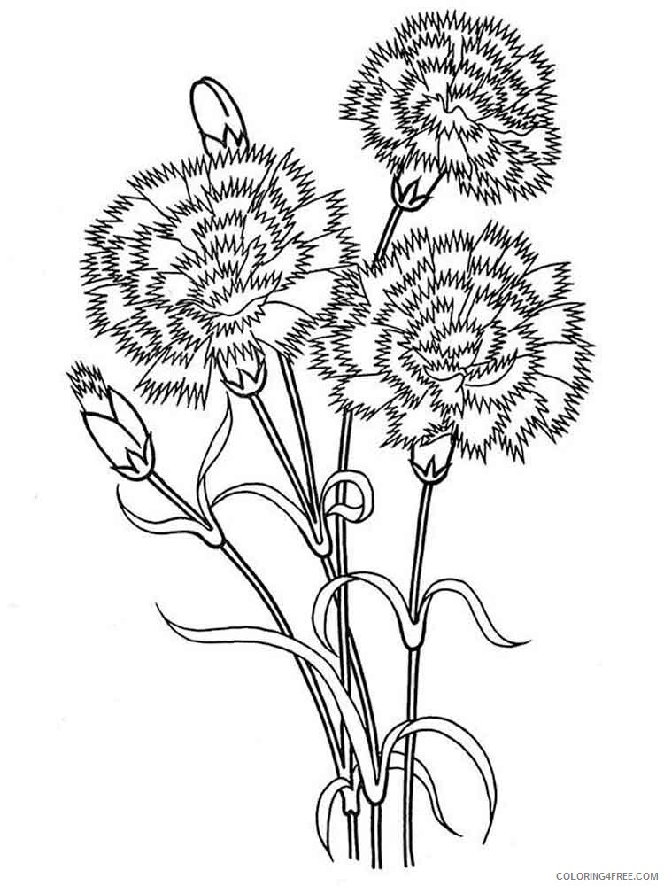 Carnation Coloring Pages Flowers Nature Carnation flower 5 Printable 2021 067 Coloring4free