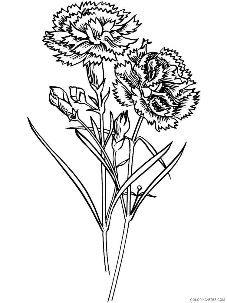 Carnation Coloring Pages Flowers Nature Carnation flower 6 Printable 2021 068 Coloring4free
