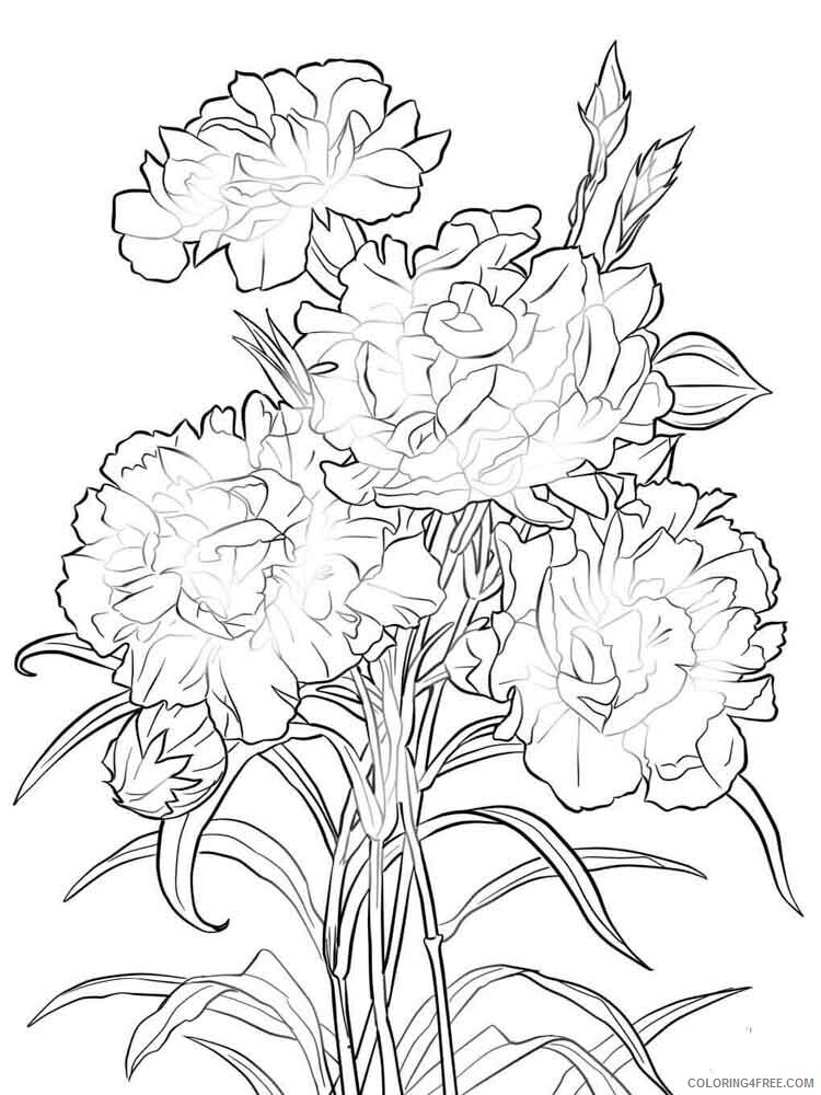 Carnation Coloring Pages Flowers Nature Carnation flower 8 Printable 2021 069 Coloring4free