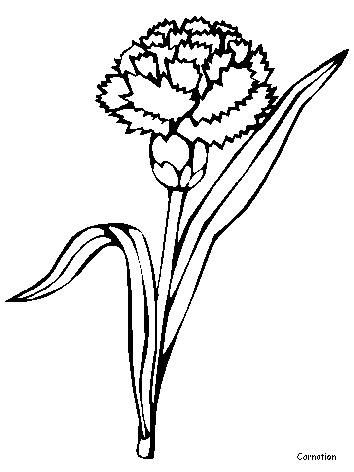 Carnation Coloring Pages Flowers Nature carnation Printable 2021 059 Coloring4free