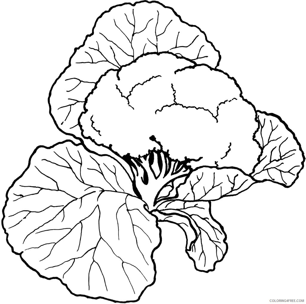 Cauliflower Coloring Pages Vegetables Food Cauliflower Vegetable Print 2021 554 Coloring4free