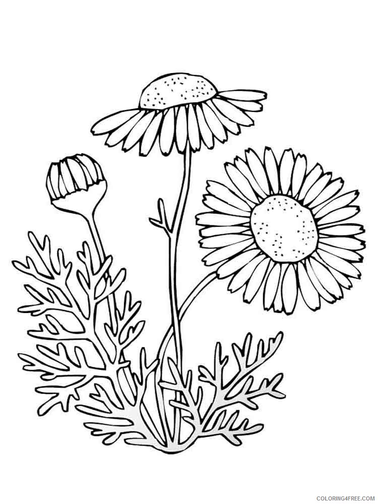 Chamomile Coloring Pages Flowers Nature chamomile flower 10 Printable 2021 074 Coloring4free