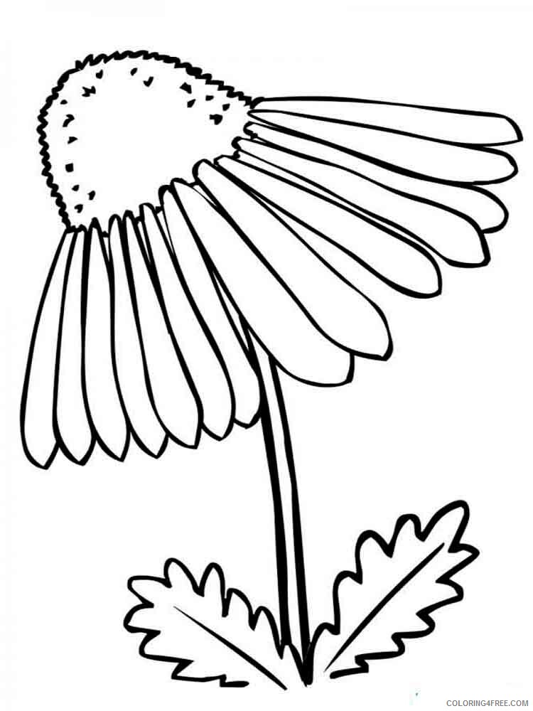 Chamomile Coloring Pages Flowers Nature chamomile flower 17 Printable 2021 078 Coloring4free