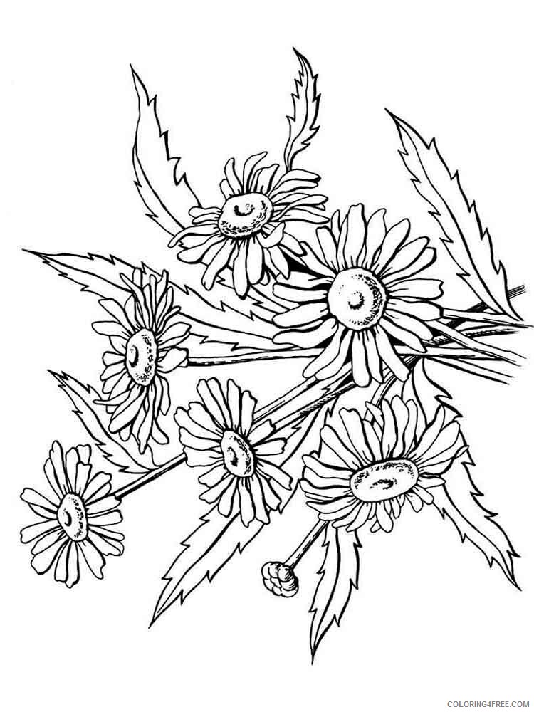Chamomile Coloring Pages Flowers Nature chamomile flower 18 Printable 2021 079 Coloring4free
