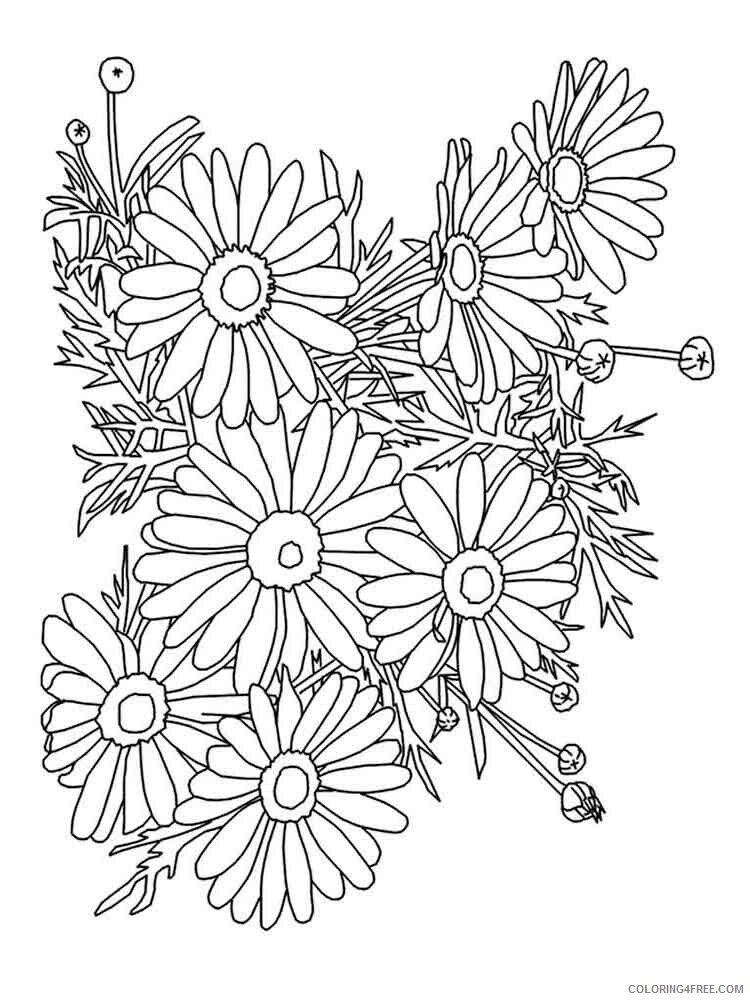 Chamomile Coloring Pages Flowers Nature chamomile flower 5 Printable 2021 080 Coloring4free