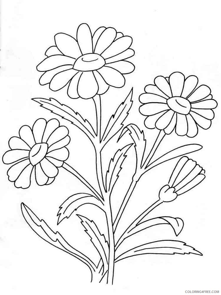 Chamomile Coloring Pages Flowers Nature chamomile flower 9 Printable 2021 083 Coloring4free