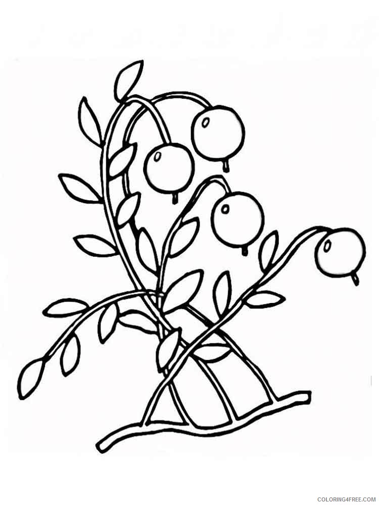 Cowberry Coloring Pages Berries Fruits Cowberry berries 1 Printable 2021 108 Coloring4free