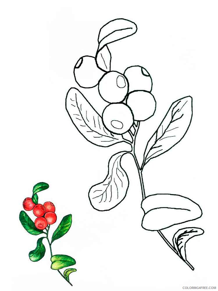 Cowberry Coloring Pages Berries Fruits Cowberry berries 2 Printable 2021 109 Coloring4free