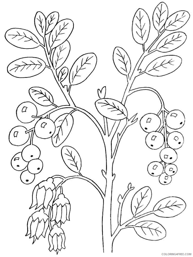 Cowberry Coloring Pages Berries Fruits Cowberry berries 3 Printable 2021 110 Coloring4free