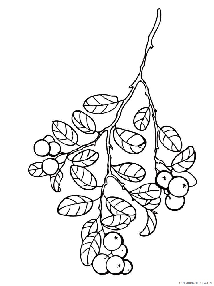 Cowberry Coloring Pages Berries Fruits Cowberry berries 4 Printable 2021 111 Coloring4free