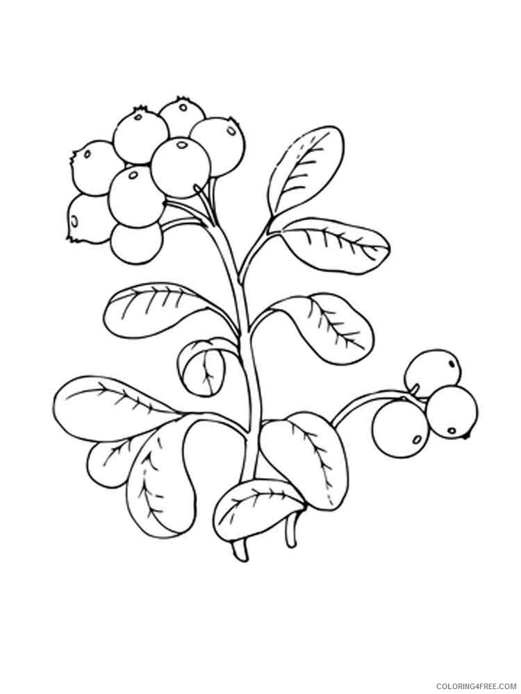 Cowberry Coloring Pages Berries Fruits Cowberry berries 5 Printable 2021 112 Coloring4free