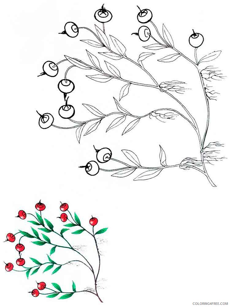 Cranberry Coloring Pages Berries Fruits Cranberry berries 3 Printable 2021 115 Coloring4free